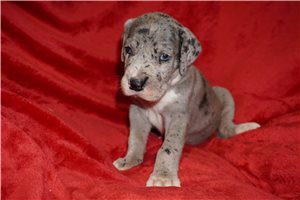 Janelle - puppy for sale