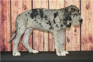 Stanley - Great Dane for sale