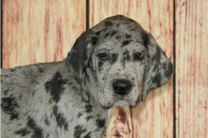 Stanley - Great Dane for sale