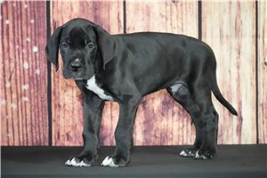Andy - Great Dane for sale