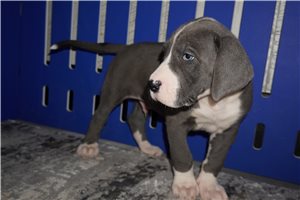 Max - Great Dane for sale