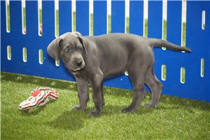 Molly - puppy for sale