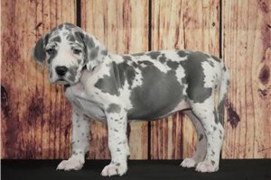 Maya - Great Dane for sale