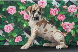 Madison - puppy for sale