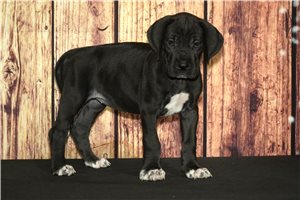 Victory - Great Dane for sale
