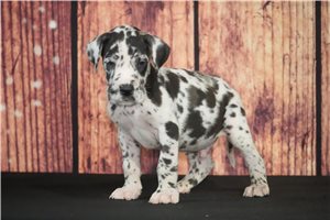 Horst - puppy for sale