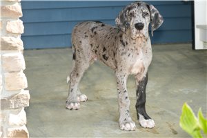 Boyce - Great Dane for sale