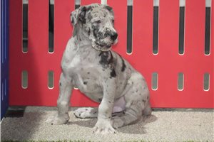 Barney - puppy for sale