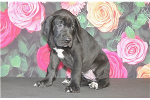 Wilda - Great Dane for sale