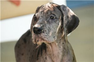 Sally - Great Dane for sale