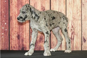 Tamica - Great Dane for sale