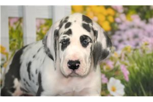 Gina - Great Dane for sale