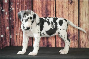 Piper - puppy for sale