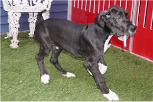 Andy - Great Dane for sale