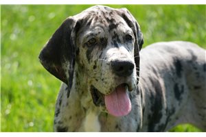 Stanley - Great Dane for sale