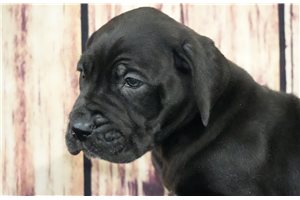 Mazy - puppy for sale