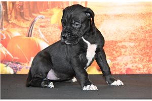 Lady - puppy for sale