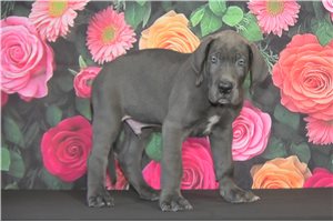Milton - Great Dane for sale