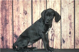 Shadow - puppy for sale