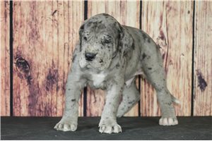 Remi - puppy for sale