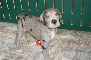 Bruce - Great Dane for sale