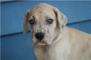 Francis - Great Dane for sale