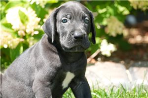 Jasper - puppy for sale