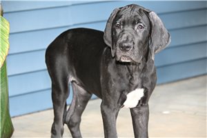 Victory - Great Dane for sale