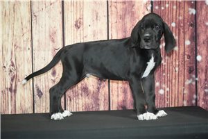 Dobie - Great Dane for sale