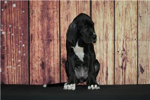 Dobie - Great Dane for sale