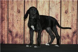 Lana - Great Dane for sale