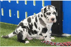 Louie - Great Dane for sale