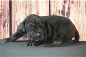 Winnie - puppy for sale