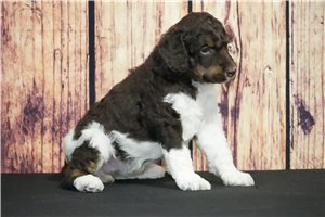 Gabrielle - Poodle, Standard for sale