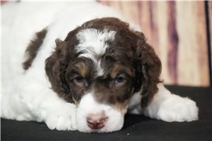 Penelope - Poodle, Standard for sale