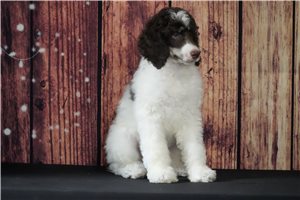 Penelope - Poodle, Standard for sale