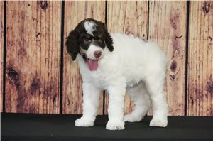 Penelope - Standard Poodle for sale