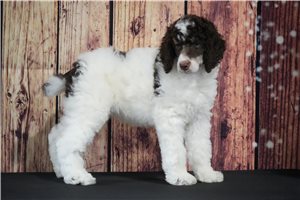 Penelope - Poodle, Standard for sale