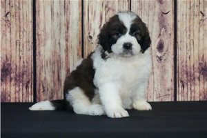 Prince - Saint Berdoodle - St. Berdoodle for sale