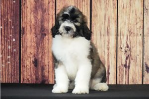 Stewart - Saint Berdoodle - St. Berdoodle for sale
