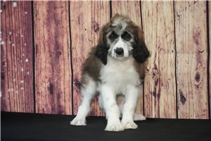 Hope - Saint Berdoodle - St. Berdoodle for sale