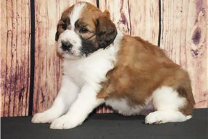 Darcy - puppy for sale