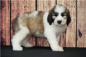 Milo - Saint Berdoodle - St. Berdoodle for sale