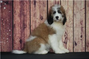 Bernard - Saint Berdoodle - St. Berdoodle for sale