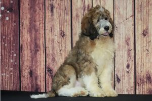 Teddy - Saint Berdoodle - St. Berdoodle for sale