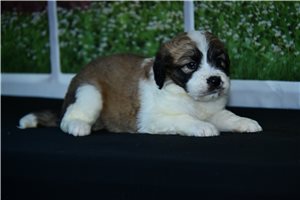 Gabby - puppy for sale