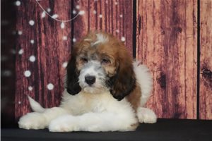 Venus - Saint Berdoodle - St. Berdoodle for sale