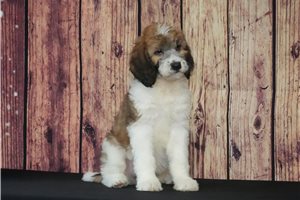Venus - Saint Berdoodle - St. Berdoodle for sale