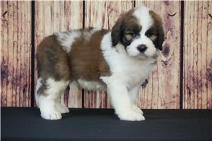 Muchacho - Saint Berdoodle - St. Berdoodle for sale
