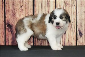 Milo - puppy for sale